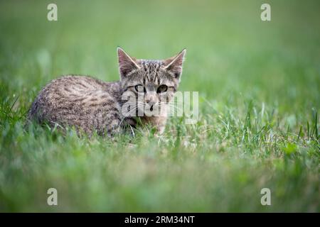 Niedliches graues Kätzchen, das im Garten auf grünem Gras liegt Stockfoto