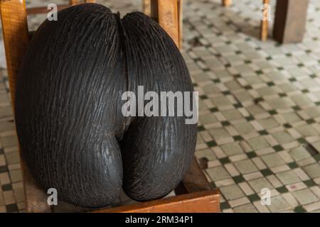 Coco de mer nut with outer husk removed. Fruit of Lodoicea commonly known as the sea coconut, coco de mer, or double coconut Stock Photo