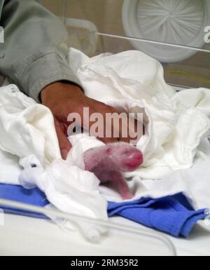 Bildnummer: 60027050  Datum: 07.07.2013  Copyright: imago/Xinhua A breeder takes care of a giant panda cub at the Taipei Zoo, Taipei, southeast China s Taiwan, July 7, 2013. The first cub of a pair of giant pandas given as a goodwill gift to Taiwan by the Chinese mainland was born at 8:05 p.m. on July 6 in the zoo. The newborn cub weighs only about one thousandth of its mother Yuan Yuan and is healthy. (Xinhua) (hdt) CHINA-TAIPEI-GIANT PANDA-BIRTH (CN) PUBLICATIONxNOTxINxCHN xas x2x 2013 hoch Aufmacher premiumd kurios o0 Jungtier Nachwuchs Bär Frühchen Frühgeburt Brutkasten     60027050 Date 0 Stock Photo