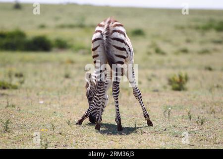 Bildnummer: 60057615 Datum: 07.07.2013 Copyright: imago/Xinhua LAKE NAIVASHA, 7. Juli 2013 -- Foto aufgenommen am 7. Juli 2013 zeigt ein Zebra auf Crescent Island in Lake Naivasha, Kenia, 7. Juli 2013. (Xinhua/Li Jing) (dtf) KENYA-LAKE NAIVASHA-CRESCENT INSELLANDSCHAFT PUBLICATIONxNOTxINxCHN Gesellschaft Tiere x0x xsk (130708) -- siehe NAIVASHA, 8. Juli 2013 (Xinhua) -- Foto aufgenommen am 7. Juli 2013 zeigt ein Zebra am Crescent in See Naivasha, Kenia, 7. Juli 2013. (Xinhua/Li Jing) (dtf) KENIA-SEE NAIVASHA-CRESCENT INSELLANDSCHAFT 2013 quer 60057615 Datum 07 07 2013 Copyright Imago XINHUA Lake Naiva Stockfoto