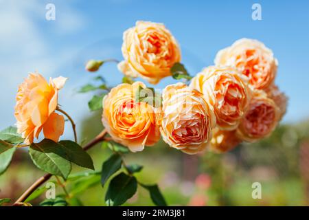 Close up of blooming orange roses flowers in summer garden. English Crown Princess Margareta rose cluster in blossom Stock Photo