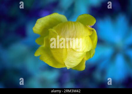 Gelber Trollius europaeus - eng verwandt mit Ranunculus, in der Familie Ranunculaceae. Der gebräuchliche Name einiger Arten ist Globeflower oder Globeblume Stockfoto