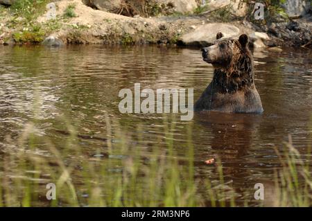 Bildnummer: 60268961 Datum: 31.07.2013 Copyright: imago/Xinhua Grizzly Bär Grinder genießt seinen Lebensraum im Grouse Mountain Refuge for Endangered Wildlife in North Vancouver, BC, Kanada, 31. Juli 2013. Grinder und Coola sind zwei männliche Grizzlybären, die 2001 in British Columbia gerettet wurden. (Xinhua/Sergei Bachlakov)(bxq) CANADA-VANCOUVER-WILDLIFE PUBLICATIONxNOTxINxCHN xns x0x 2013 quer 60268961 Datum 31 07 2013 Copyright Imago XINHUA Grizzly Bear Grinder genießt sein Habitat IM Grouse Mountain Refuge for Endangered Wildlife in North Vancouver BC Kanada Juli 31 2013 Grinder and Coo Stockfoto