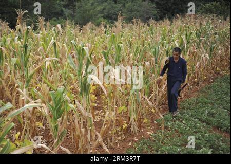 Bildnummer: 60305548  Datum: 03.08.2013  Copyright: imago/Xinhua (130803) -- HUANGPING, Aug. 3, 2013 (Xinhua) -- Wu Shouze, a villager living in Wengyong Village of Gulong Town in Huangping County of southwest China s Guizhou Province, stands on his severely drought-hit corn fields, Aug. 3, 2013. Lingering droughts in Guizhou have affected more than 13 million people. Over 2 million lack adequate supplies of drinking water, and a total of 15.2 million mu (about one million hectares) of farmland is damaged by the drought. (Xinhua/Ou Dongqu) (wjq) CHINA-GUIZHOU-HUANGPING-DROUGHT (CN) PUBLICATION Stock Photo