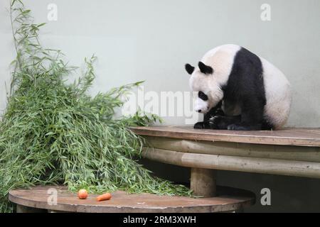 Bildnummer: 60342121  Datum: 08.08.2013  Copyright: imago/Xinhua EDINBURGH, Aug. 8, 2013 - Female panda Tian Tian is seen at Edinburgh Zoo in Edinburgh, UK, on Aug. 8, 2013. Female panda Tian Tian may be pregnant, the Royal Zoological Society of Scotland (RZSS) said on Friday. Tian Tian and male panda Yang Guang have been the Zoo residents since December 2011. (Xinhua/Guo Chunju) (syq) UK-EDINBURGH-PANDA-PREGNANCY PUBLICATIONxNOTxINxCHN Gesellschaft Tiere Panda Pandabär Bär schwanger x0x xst premiumd 2013 quer     60342121 Date 08 08 2013 Copyright Imago XINHUA Edinburgh Aug 8 2013 Female Pand Stock Photo