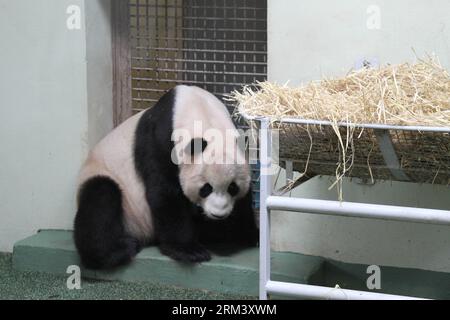 Bildnummer: 60342120  Datum: 08.08.2013  Copyright: imago/Xinhua EDINBURGH, Aug. 8, 2013 - Male panda Yang Guang is seen at Edinburgh Zoo in Edinburgh, UK, on Aug. 8, 2013. Female panda Tian Tian may be pregnant, the Royal Zoological Society of Scotland (RZSS) said on Friday. Tian Tian and male panda Yang Guang have been the Zoo residents since December 2011. (Xinhua/Guo Chunju) (syq) UK-EDINBURGH-PANDA-PREGNANCY PUBLICATIONxNOTxINxCHN Gesellschaft Tiere Panda Pandabär Bär schwanger x0x xst premiumd 2013 quer     60342120 Date 08 08 2013 Copyright Imago XINHUA Edinburgh Aug 8 2013 Male Panda Y Stock Photo