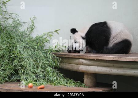 Bildnummer: 60342122 Datum: 08.08.2013 Copyright: imago/Xinhua EDINBURGH, 8. August 2013 - die weibliche Panda Tian Tian liegt am 8. August 2013 im Edinburgh Zoo in Edinburgh, Großbritannien. Die Panda Tian Tian könnte schwanger sein, sagte die Royal Zoological Society of Scotland (RZSS) am Freitag. Tian Tian und der männliche Panda Yang Guang sind seit Dezember 2011 die Bewohner des Zoos. (Xinhua/Guo Chunju) (syq) UK-EDINBURGH-PANDA-PREGNANCY PUBLICATIONxNOTxINxCHN Gesellschaft Tiere Panda Pandabär Bär schwanger x0x xst Premiere 2013 quer 60342122 Datum 08 08 2013 Copyright Imago XINHUA Edinburgh 8. August 2013 weiblicher Panda Stockfoto