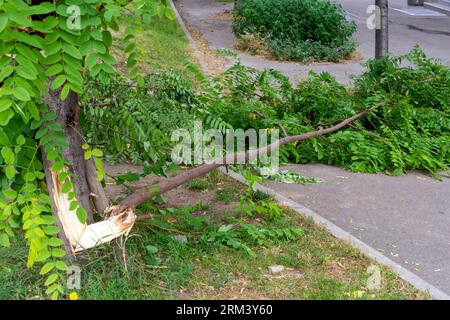 Gebrochener Baumzweig im Stadtpark nach dem Sturm Stockfoto