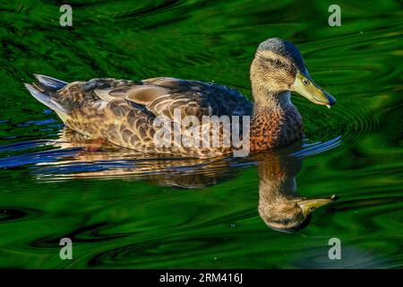 Ein Nahaufnahme-Porträt Einer schwimmenden Mallard-Ente mit Einem Spiegelbild ihres Kopfes im Wasser. Stockfoto