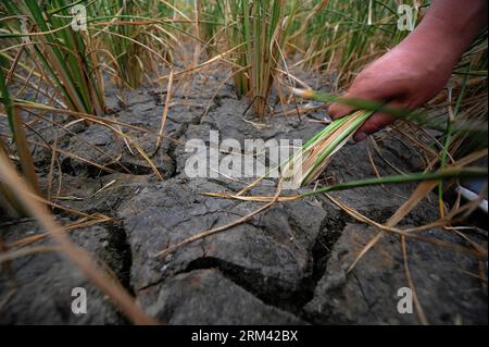 Bildnummer: 60360330  Datum: 15.08.2013  Copyright: imago/Xinhua (130815) -- HUISHUI, Aug. 15, 2013 (Xinhua) -- Photo taken on Aug. 15, 2013 shows dried-up rice plants on chapped paddy fields at Qingshuiyuan Village in Huishui County of the Qiannan Buyi Autonomous Prefecture, southwest China s Guizhou Province. Lingering droughts in Guizhou have affected more than 16.67 million people. Over 2.98 million lack adequate drinking water, and a total of 1.26 million hectares of farmland has been damaged by the drought. (Xinhua/Liu Xu)(wjq) (FOCUS) CHINA-WEATHER-DROUGHT (CN) PUBLICATIONxNOTxINxCHN Ge Stock Photo