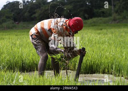 Bildnummer: 60380300  Datum: 21.08.2013  Copyright: imago/Xinhua Haitian farmers work in a rice plantation in the Monte Plata province, the Dominican Republic, on August 21, 2013. In the Dominican Republic reside 458,233 haitians, according to the National Bureau of Statistics (ONE, for its acronym in Spanish), many of which work in agricultural plantations and in the construction sector. (Xinhua/Roberto Guzman) (da) (sp) DOMINICAN REPUBLIC-MONTE PLATA-INDUSTRY-AGRICULTURE PUBLICATIONxNOTxINxCHN Wirtschaft Landwirtschaft Reis Ernte xas x0x 2013 quer     60380300 Date 21 08 2013 Copyright Imago Stock Photo