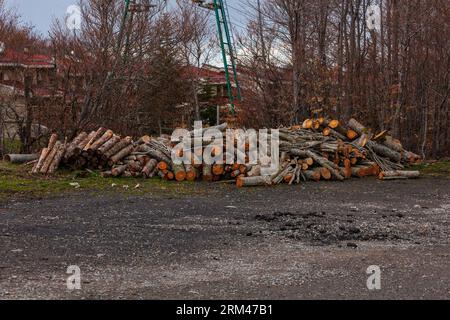 Frisch geschnittener Baumstamm, ein Haufen Baumstämme in der Nähe des Lake Calamone. Reggio Emilia. Italien Stockfoto