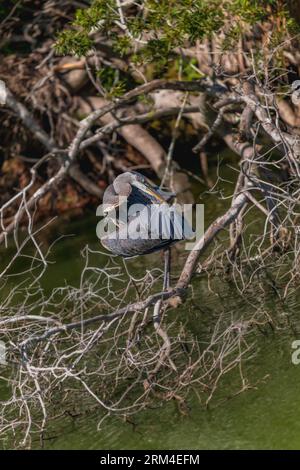 Ein majestätischer Blaureiher, der anmutig am Wasser steht und seinen langen Hals, seinen scharfen Schnabel und sein elegantes Gefieder zeigt. Der Vogel ist in einem natürlichen Zustand Stockfoto