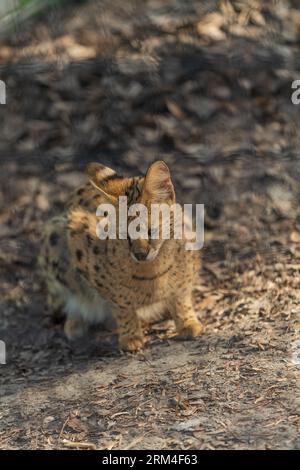 Eine wunderschöne Servalkatze in ihrem natürlichen Savannenhabitat. Diese afrikanische Wildkatze ist bekannt für ihren schlanken Körper, ihre langen Beine und ihre großen, unverwechselbaren Ohren. Stockfoto