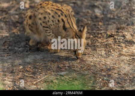 Eine wunderschöne Servalkatze in ihrem natürlichen Savannenhabitat. Diese afrikanische Wildkatze ist bekannt für ihren schlanken Körper, ihre langen Beine und ihre großen, unverwechselbaren Ohren. Stockfoto