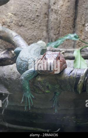 Los Angeles, Kalifornien, USA 22. August 2023 Caiman Lizard in Rainforest of the Americas im LA Zoo am 22. August 2023 in Los Angeles, Kalifornien, USA. Foto von Barry King/Alamy Stock Photo Stockfoto