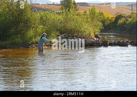 Ein Angler fliegt zum Fraser River im Grand County von Colorado! Stockfoto