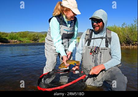 Ein Angler hebt eine große Bachforelle, die vom Fraser River im Grand County von Colorado gefangen und befreit wird! Führungsgriffe Netz. Stockfoto