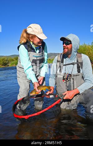 Ein Angler hebt eine große Bachforelle, die vom Fraser River im Grand County von Colorado gefangen und befreit wird! Führungsgriffe Netz. Stockfoto