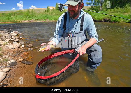 Ein Reiseleiter hebt eine große Bachforelle, die vom Fraser River im Grand County von Colorado gefangen und befreit wird! Stockfoto