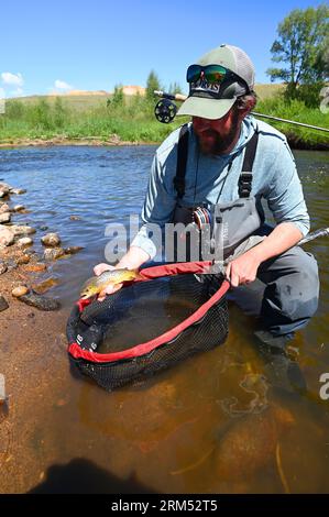 Ein Reiseleiter hebt eine große Bachforelle, die vom Fraser River im Grand County von Colorado gefangen und befreit wird! Stockfoto