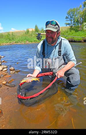 Ein Reiseleiter hebt eine große Bachforelle, die vom Fraser River im Grand County von Colorado gefangen und befreit wird! Stockfoto