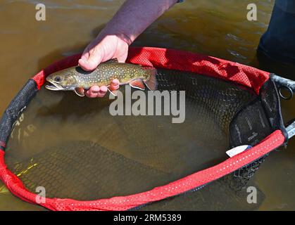 Ein Angler hebt eine große Bachforelle, die vom Fraser River im Grand County von Colorado gefangen und freigelassen wird! Stockfoto