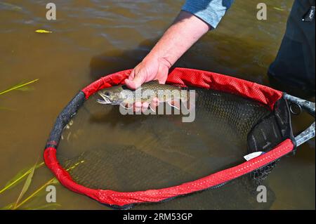 Ein Angler hebt eine große Bachforelle, die vom Fraser River im Grand County von Colorado gefangen und freigelassen wird! Stockfoto