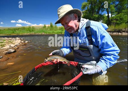 Ein Angler hebt eine große Bachforelle, die vom Fraser River im Grand County von Colorado gefangen und freigelassen wird! Stockfoto