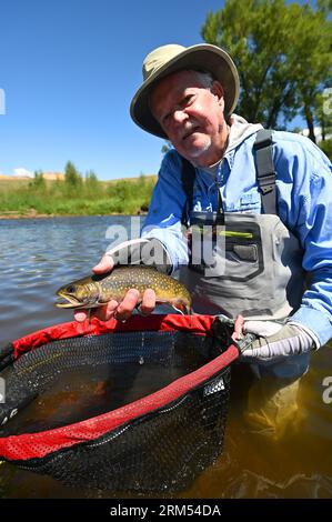 Ein Angler hebt eine große Bachforelle, die vom Fraser River im Grand County von Colorado gefangen und freigelassen wird! Stockfoto