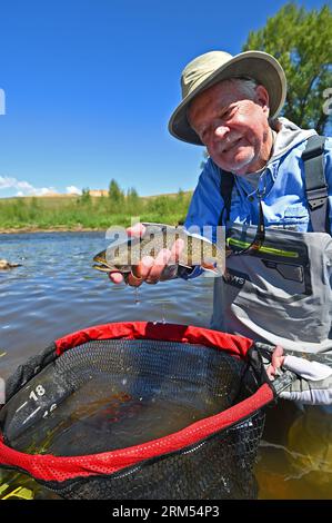 Ein Angler hebt eine große Bachforelle, die vom Fraser River im Grand County von Colorado gefangen und freigelassen wird! Stockfoto