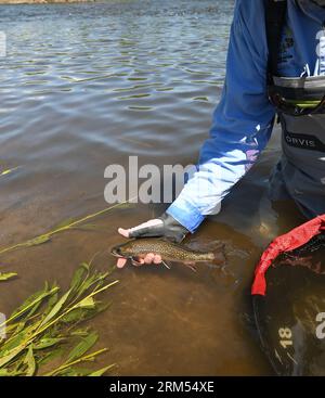 Ein Angler hebt eine große Bachforelle, die vom Fraser River im Grand County von Colorado gefangen und freigelassen wird! Stockfoto