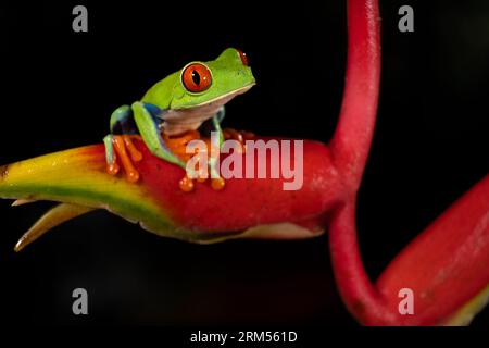 Rotäugiger Baumfrosch, Agalychnis kallidryas, auf der wilden Plantenblume in Costa Rica Stockfoto