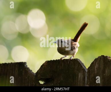 Ein Carolina Wren auf einem verwitterten hölzernen Zaun, der kurz vor dem Flug steht. Fotografiert mit geringer Schärfentiefe. Stockfoto