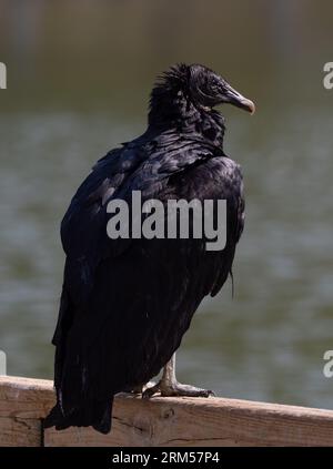 Sonnenbeschichteter schwarzer Geier auf einem Holzbalken mit einem See im Hintergrund. Von hinten fotografiert. Stockfoto