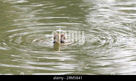 Ein kleines Muscovy- oder kreolisches Entlein, das in einem Teich mit grünem Wasser schwimmt. Das Entlein ist von Wellen umgeben. Fotografiert von oben. Stockfoto