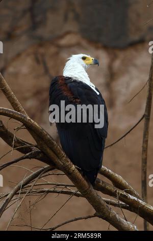Bildnummer: 60596287  Datum: 13.10.2013  Copyright: imago/Xinhua (131014) -- SELOUS, Oct. 13, 2013 (Xinhua) -- An eagle is perched on a branch in Selous Game Reserve, southeast Tanzania, Oct. 13, 2013. It also has a variety of vegetation zones, ranging from dense thickets to open wooded grasslands. The Selous Game Reserve was inscribed onto the world heritage list in 1982. (Xinhua/Zhang Ping) (lyx) TANZANIA-SELOUS GAME RESERVE-WORLD HERITAGE PUBLICATIONxNOTxINxCHN Gesellschaft x2x xkg 2013 hoch  o0 natur tiere vögel adler     60596287 Date 13 10 2013 Copyright Imago XINHUA  Selous OCT 13 2013 Stockfoto