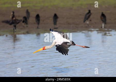 Bildnummer: 60596290 Datum: 12.10.2013 Copyright: imago/Xinhua (131014) -- SELOUS, 12. Oktober 2013 (Xinhua) -- Ein Gelbschnabelstorch fliegt im Selous Game Reserve im Südosten Tansanias, 12. Oktober 2013. Es gibt auch eine Vielzahl von Vegetationszonen, die von dichten Dickichten bis hin zu offenem bewaldetem Grasland reichen. Das Selous Game Reserve wurde 1982 in die Liste des Weltkulturerbes aufgenommen. (Xinhua/Zhang Ping) (lyx) TANSANIA-SELOUS GAME RESERVE-WORLD HERITAGE PUBLICATIONxNOTxINxCHN Gesellschaft x2x xkg 2013 quer o0 natur Tiere vögel storch nimmersatt 60596290 Datum 12 10 2013 Copyright Imago XINHUA Selous OCT Stockfoto
