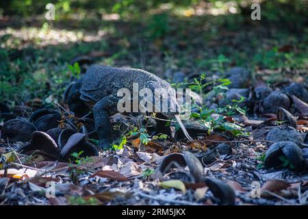 Ein Komodo-Drache geht auf die Kamera zu und verkostet die Luft Stockfoto