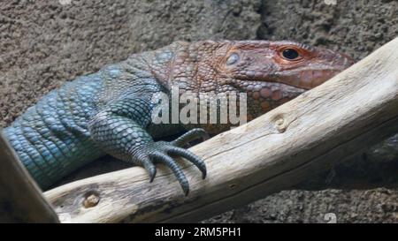 Los Angeles, Kalifornien, USA 25. August 2023 Caiman Lizard im Rainforest of the Americas im LA Zoo am 25. August 2023 in Los Angeles, Kalifornien, USA. Foto von Barry King/Alamy Stock Photo Stockfoto