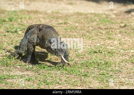 Ein Komodo-Drache geht auf die Kamera zu und verkostet die Luft Stockfoto