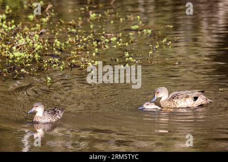 Paarung für australisches graues Teal Stockfoto