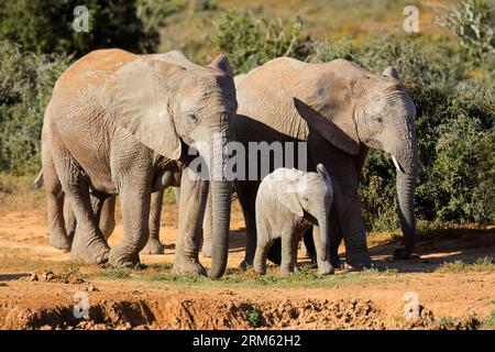 Afrikanische Elefantenkühe (Loxodonta africana) und kleine Kälber wandern, Addo Elephant National Park, Südafrika Stockfoto