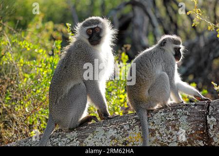 Ein Paar Vervet-Affen (Cercopithecus aethiops), die in einem Baum in Südafrika sitzen Stockfoto