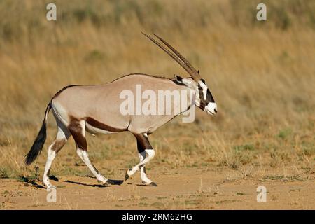 Eine Gemsbok-Antilope (Oryx gazella), die in der Kalahari-Wüste in Südafrika wandert Stockfoto