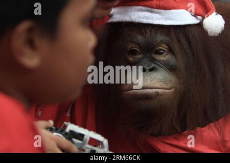 Bildnummer: 60820264 Datum: 12.12.2013 Copyright: imago/Xinhua (131212) -- MALABON CITY, 12. Dezember 2013 (Xinhua) -- ein Orang-Utans in Santa Claus Kostüm gibt einem Kind ein Spielzeug während einer Geschenkanwendung im Malabon Zoo in Malabon City, Philippinen, 12. Dezember 2013. Der Zoo verteilte Geschenke an Kinder, die den Zoo besuchten, und bot den Opfern des Supertyphoons Haiyan kostenlosen Eintritt. (Xinhua/Rouelle Umali) PHILIPPINEN-MALABON CITY-ZOO PUBLICATIONxNOTxINxCHN Tiere Weihnachten Kostüm Affe Orang Utan xas x0x 2013 quer Premiere Stockfoto