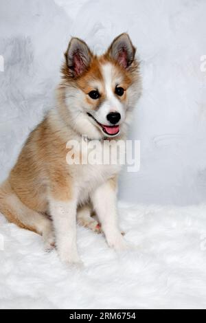 Der norwegische Lundhund sitzt und schaut. Manche nennen es auch einen norwegischen Puffinhund. Stockfoto