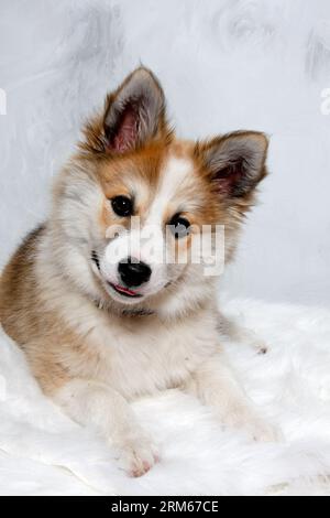 Der norwegische Lundhund ruht sich aus und schaut in die Camara. Manche nennen es auch einen norwegischen Puffinhund. Stockfoto