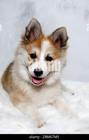 Der norwegische Lundhund ruht sich aus und schaut in die Camara. Manche nennen es auch einen norwegischen Puffinhund. Stockfoto