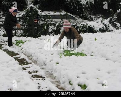 HANOI, 16. Dezember 2013 (Xinhua) -- Menschen entfernen Schnee auf Gemüse in Sa Pa County der nördlichen Provinz Lao Cai, etwa 250 km nordwestlich der Hauptstadt Hanoi, 16. Dezember 2013. Laut Statistiken des Landwirtschaftsministeriums von Sa Pa wurden in den letzten zwei Tagen über 200 Hektar Gemüse und Blumen durch starken Schneefall zerstört. (Xinhua/VNA) VIETNAM-LAO CAI-SA PA-SNOWFALL PUBLICATIONxNOTxINxCHN Hanoi DEZ 16 2013 XINHUA Prominente ENTFERNEN Schnee AUF Gemüse in Sat PA County von Vietnam S Northern LAO Cai Provinz etwa 250 km nordwestlich der Hauptstadt Hanoi DEZ 16 2013 A. Stockfoto